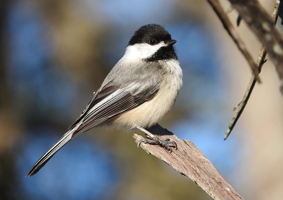 Black-capped chickadee Photograph by Traci York - Fine Art America