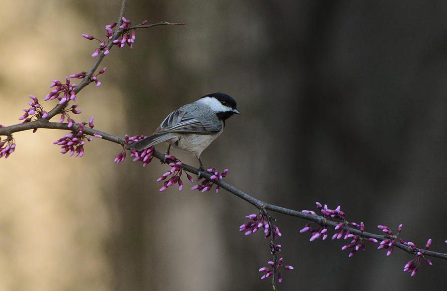 Black Capped Chickadee With Purple Flowers 122120151821 Photograph