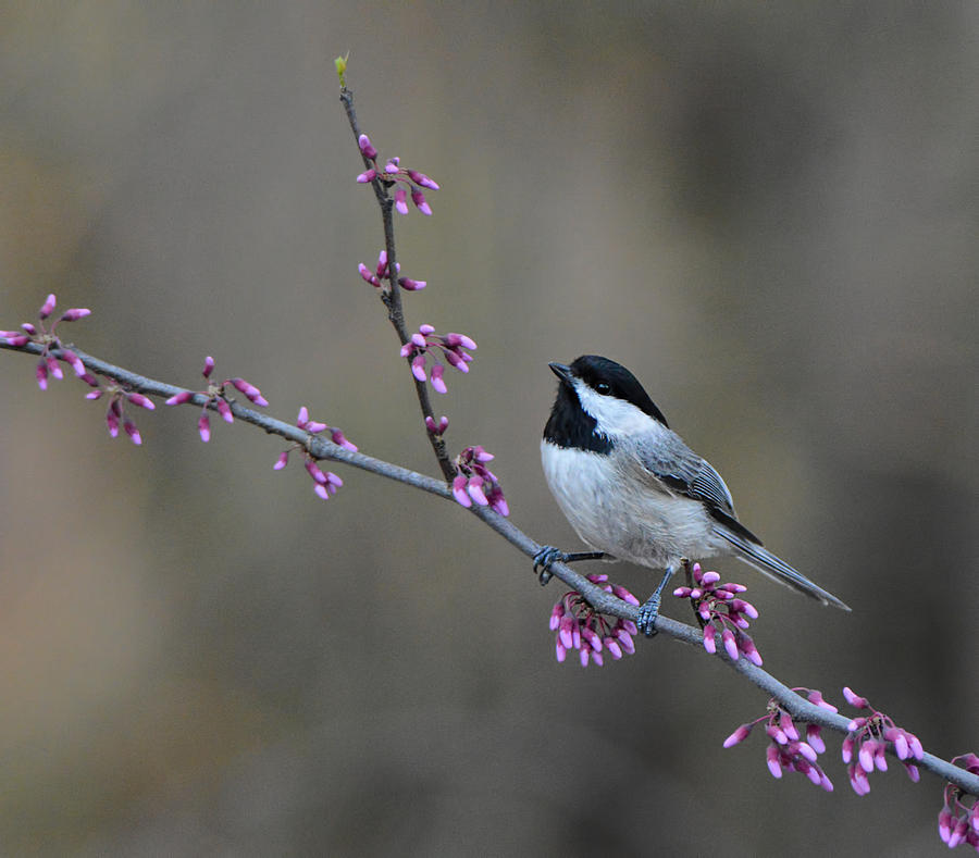 Black Capped Chickadee With Purple Flowers 122120151955 Photograph