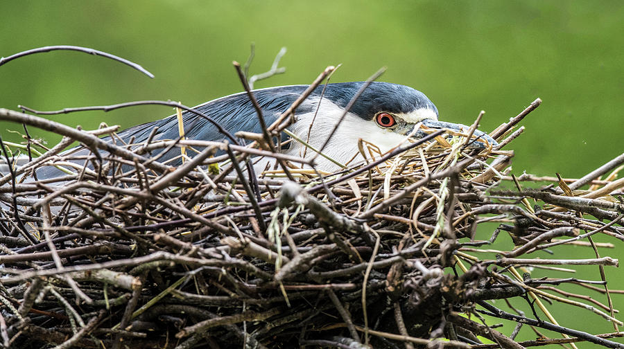 Black-capped Night Heron on Her Nest Photograph by William Bitman