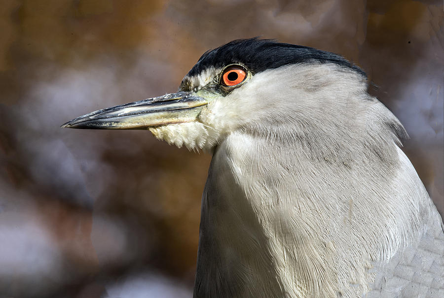 Black-capped Night Heron Profile Photograph by William Bitman