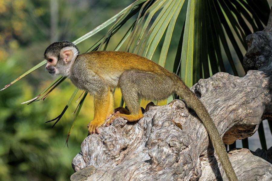 Black-capped Squirrel Monkey Photograph by Arterra Picture Library