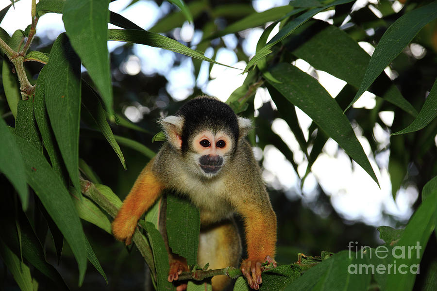 Black-capped squirrel monkey Saimiri boliviensis Photograph by James Brunker