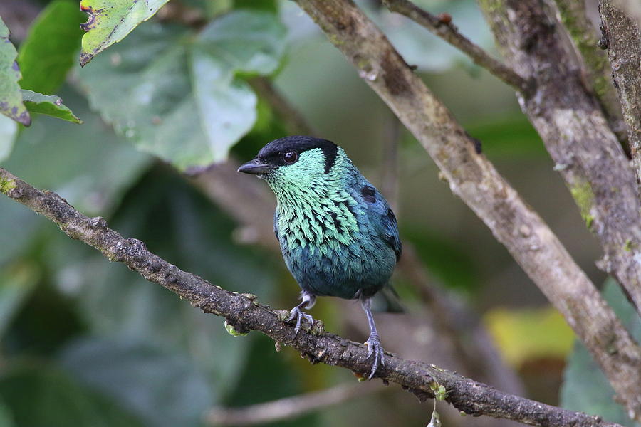 Black-capped Tanager Photograph by Bruce J Robinson