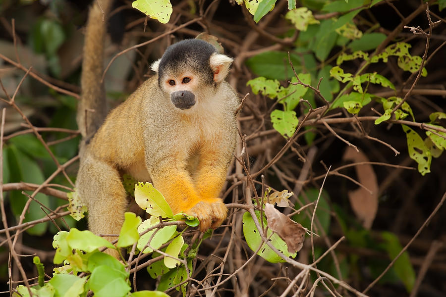 Black-Capped Yellow Squirrel Monkey in Tree Photograph by Aivar Mikko