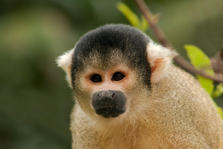 Black-capped Yellow Squirrel Monkey Portrait Photograph