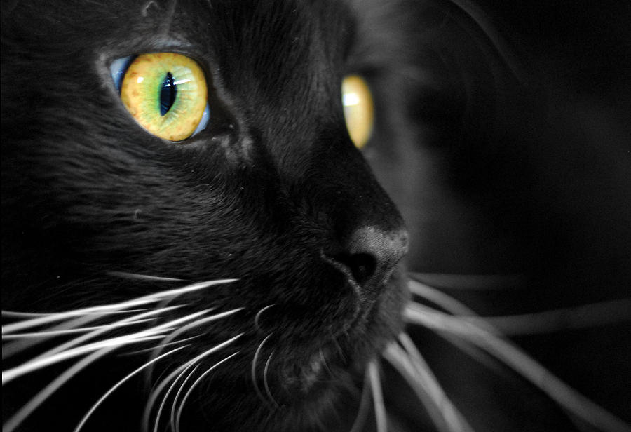 Animal Photograph - Black Cat 2 by Craig Incardone