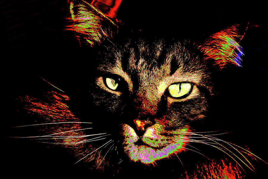 Black Cat 2 Photograph by Garry McMichael