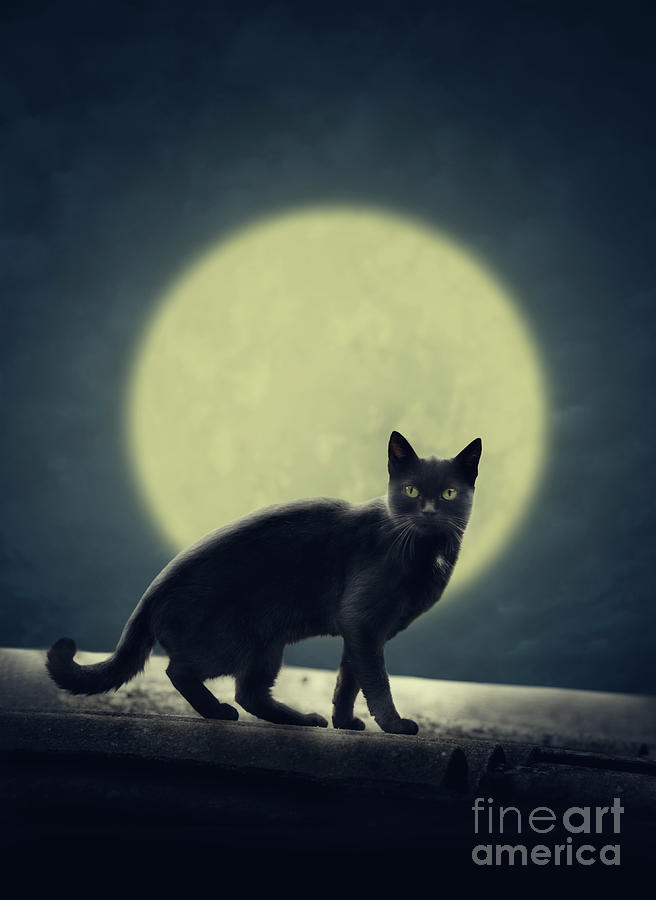 Black cat and full moon Digital Art by Jelena Jovanovic