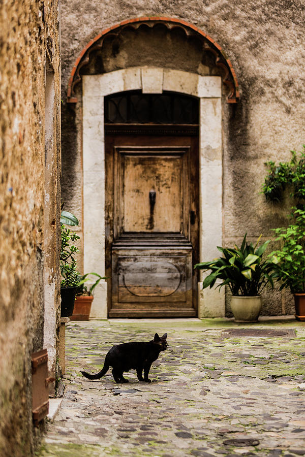Black Cat and Wood Door, Biot, France Photograph by Maggie Mccall