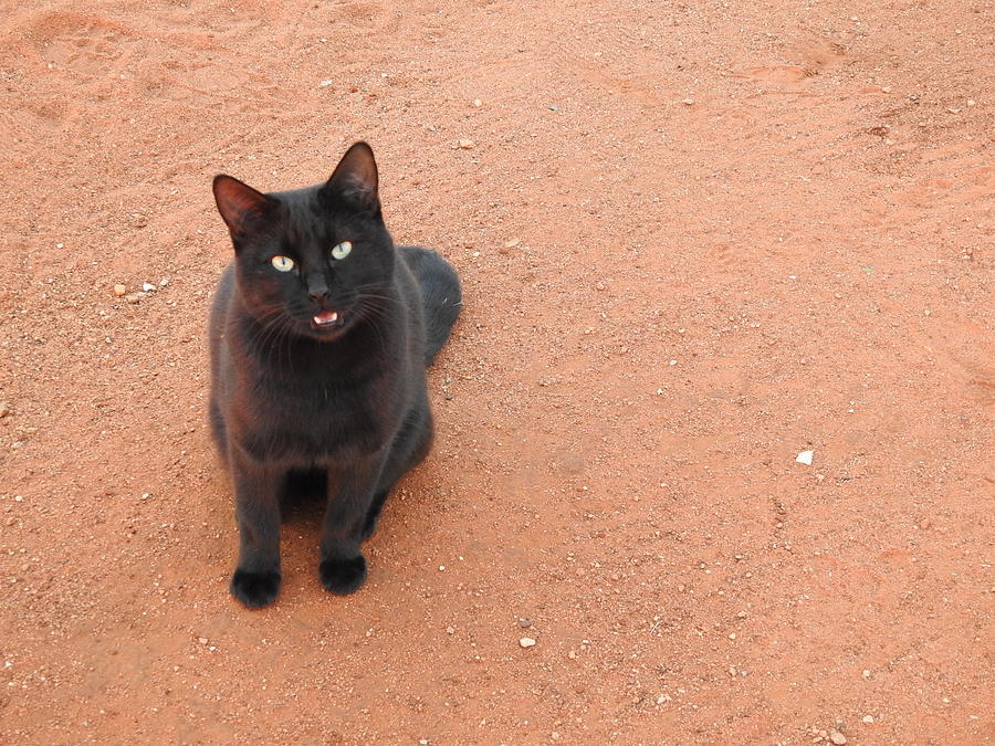 Black Cat Photograph by Betty-Anne McDonald