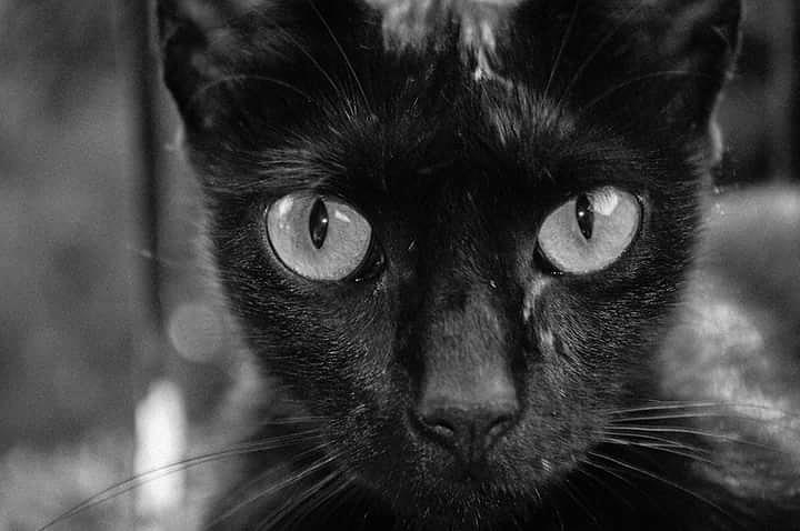 Animal Photograph - Black Cat by Chaiy Kee