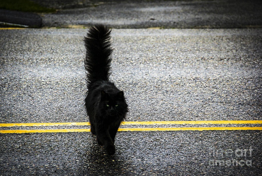 Black Cat Crossing the Street Photograph by Marina McLain