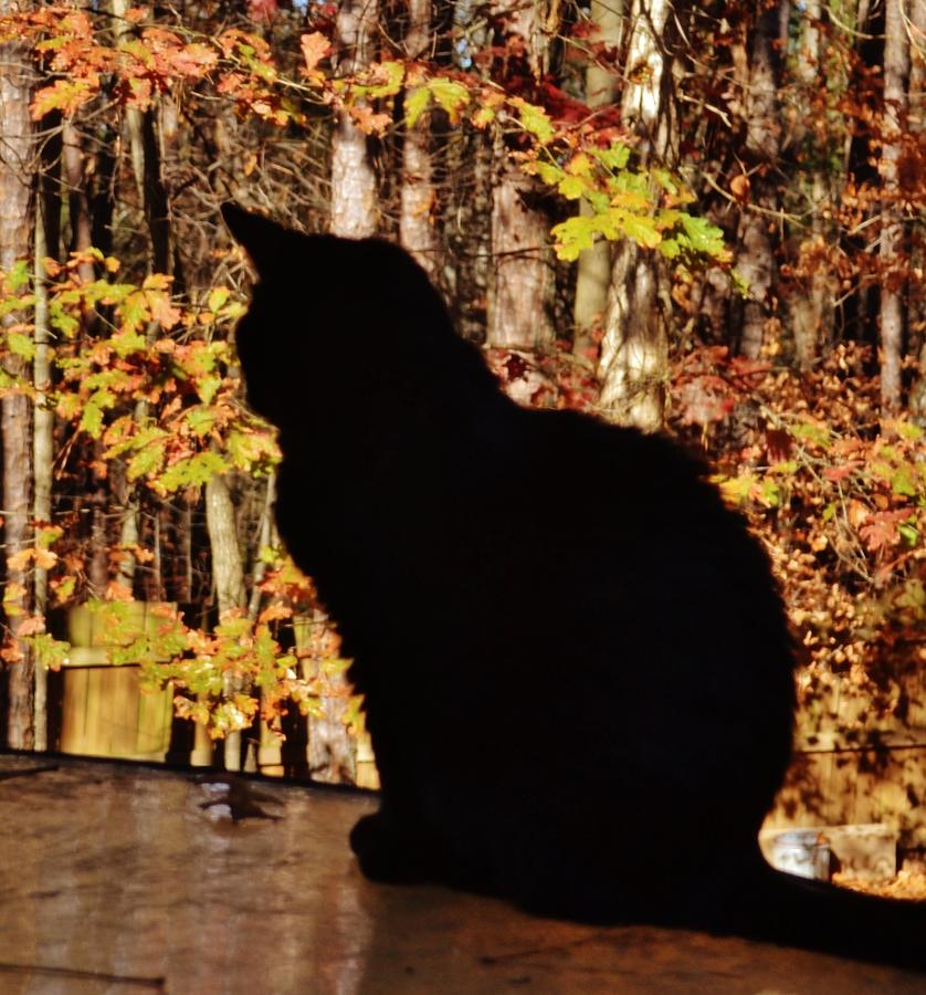 Black Cat Photograph by Eileen Brymer