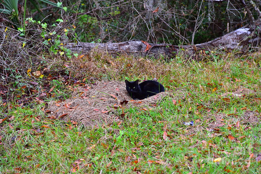 Black Cat Photograph