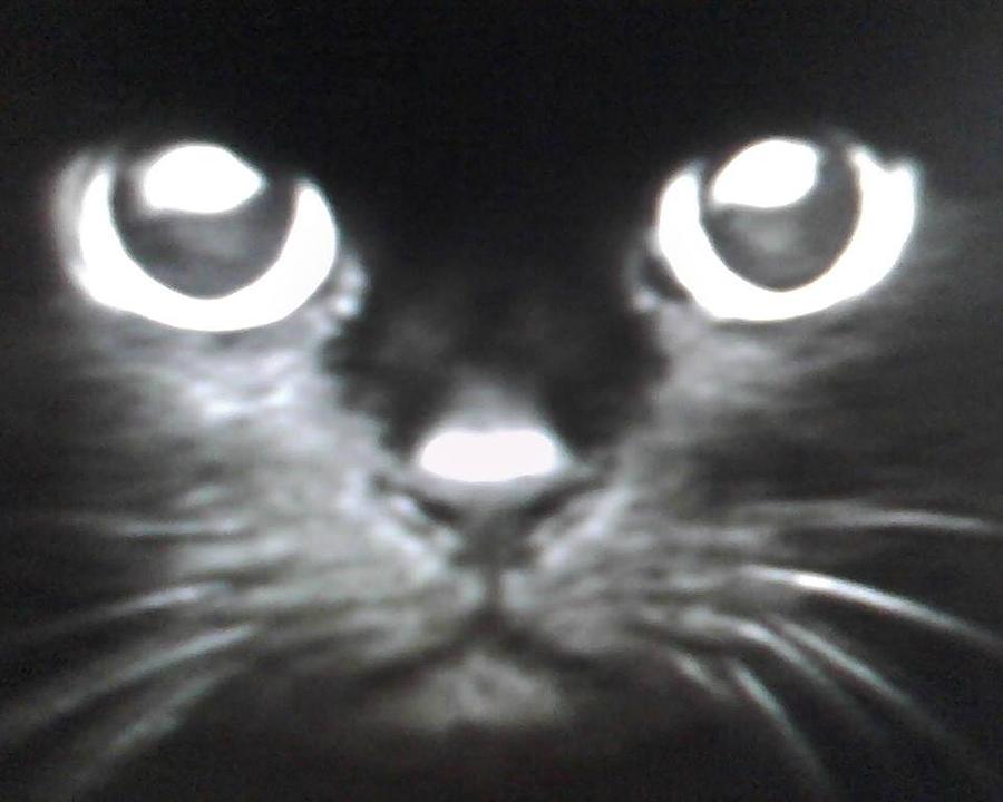 Cat Photograph - Black Cat Face by Brenda Winters