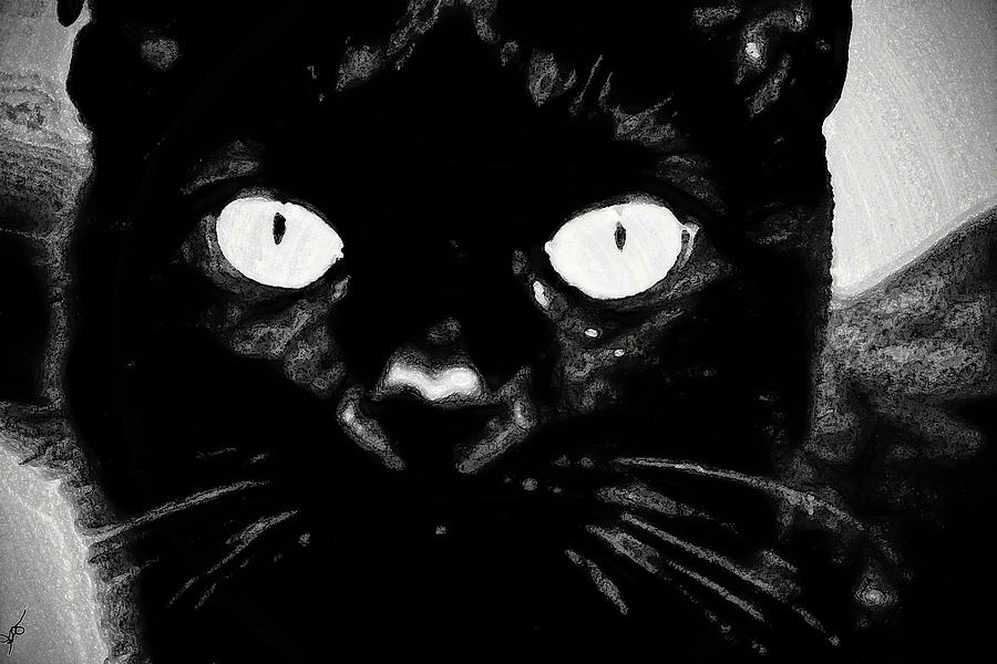 Black Cat Photograph by Gina OBrien