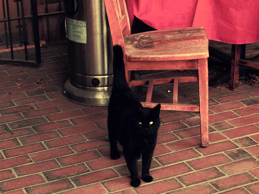 Cat Photograph - Black Cat by Henry Eastman