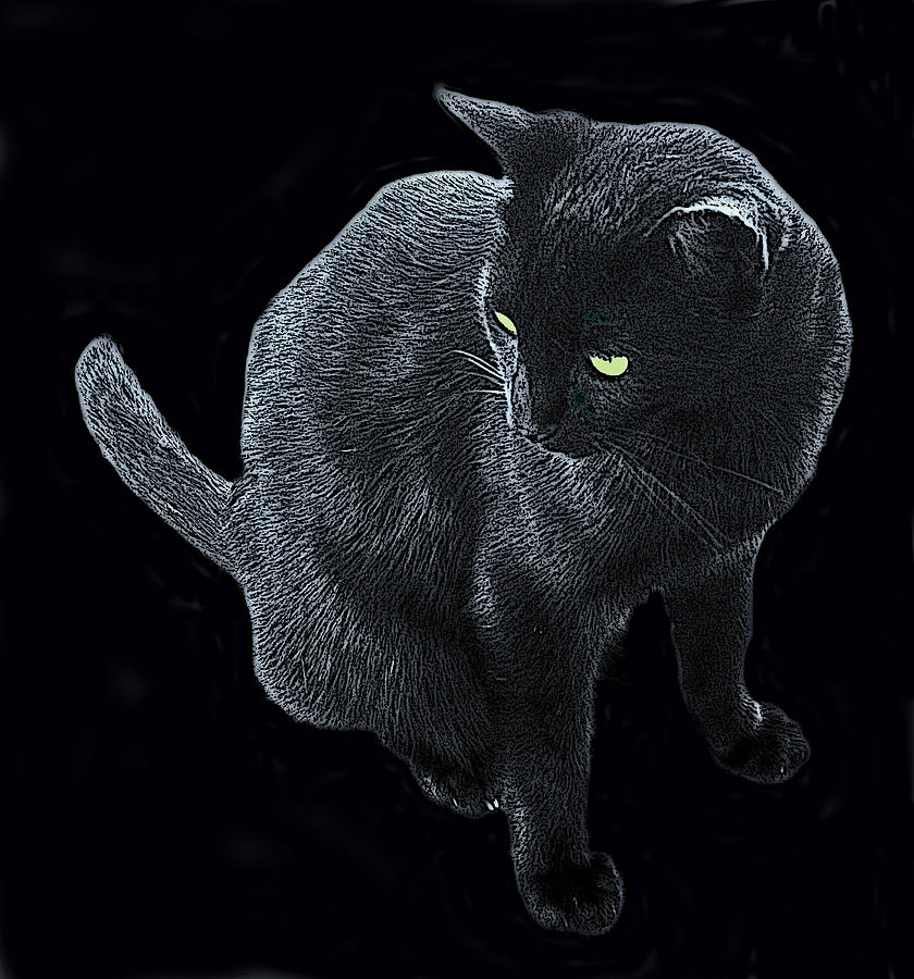 Black Cat In A Coal Mine Photograph by Ian  MacDonald