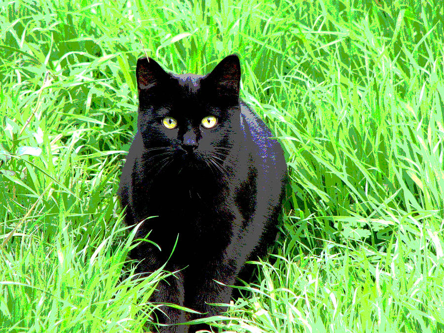 Black Cat In A Green Field Photograph by Ben Freeman