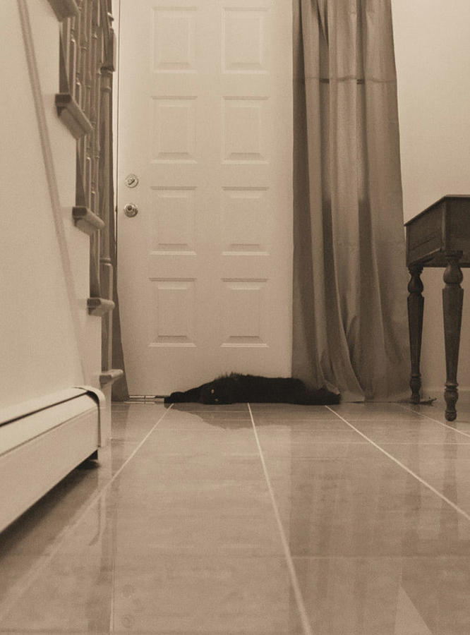 Black Cat in Hall Photograph by Geoff Jewett