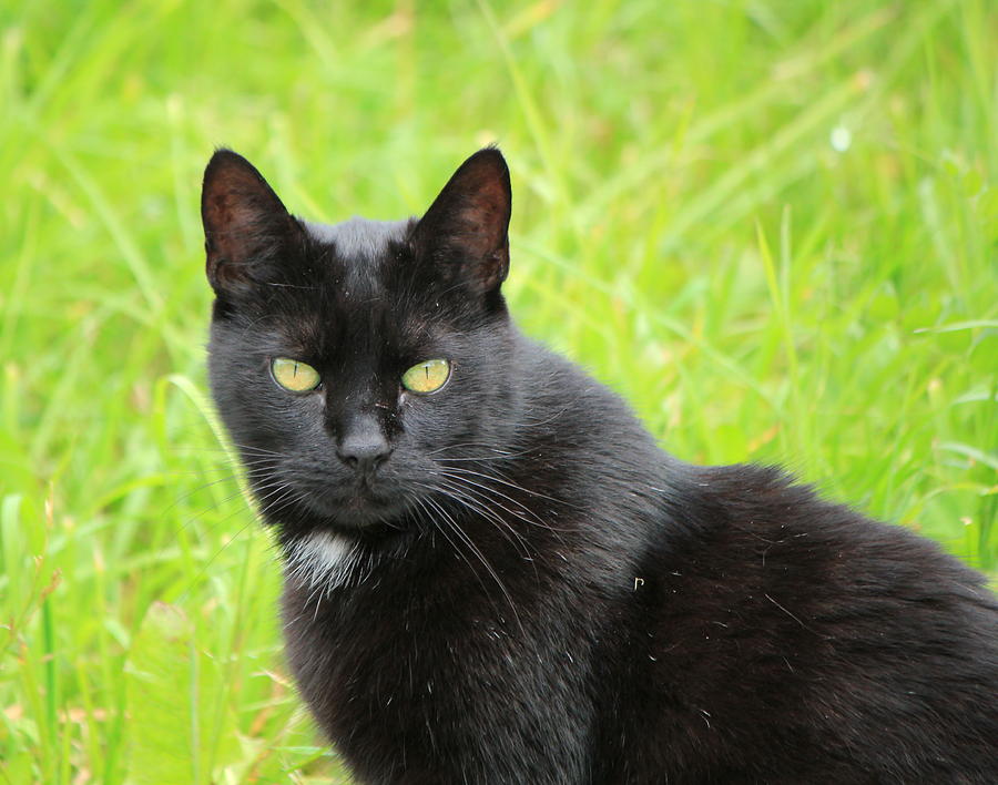 Black cat in nature Photograph by Elenarts - Elena Duvernay photo