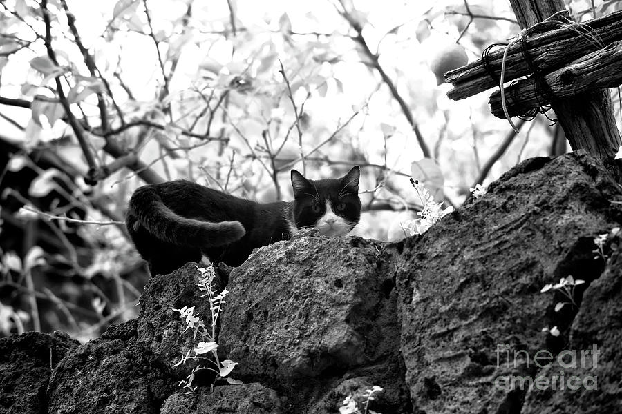 Black Cat in Sorrento Photograph by John Rizzuto