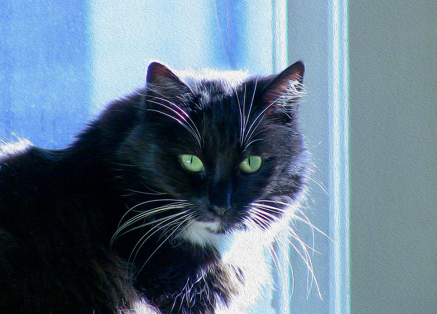 Black Cat in sun Photograph by Bonnie Follett