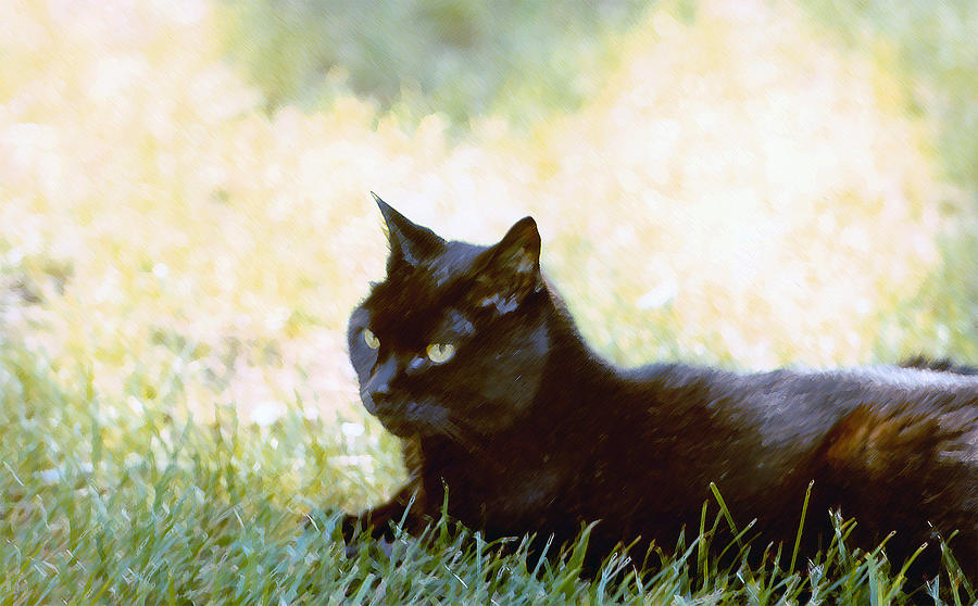 Black Cat in the Sun Photograph by Geoff Jewett