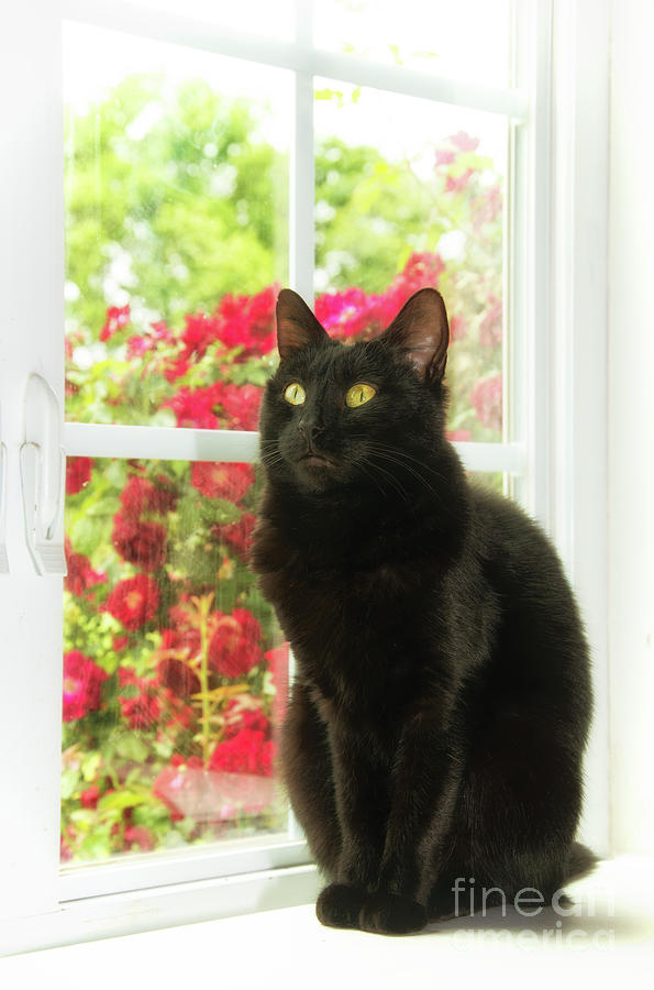 Black Cat in White Frames Photograph by Sari ONeal