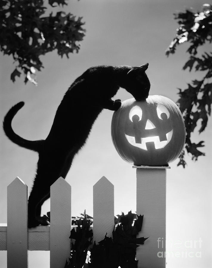 Black Cat Investigates Jack-o-lantern Photograph by H. Armstrong Roberts/ClassicStock