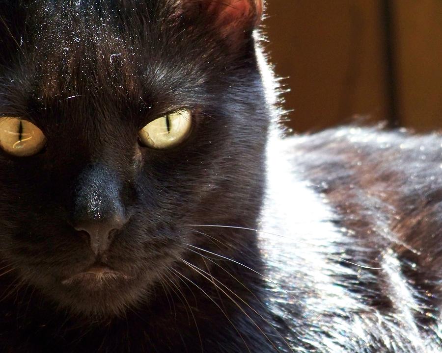 Black Cat Photograph by Jai Johnson