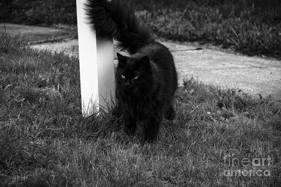 Black Cat Maine Black and White Photograph by Marina McLain