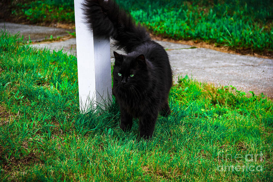 Black Cat Maine Photograph by Marina McLain