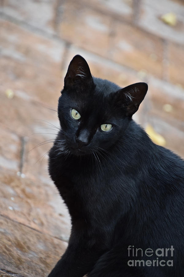 Black Cat - Monda-Spain Photograph by Mary Machare