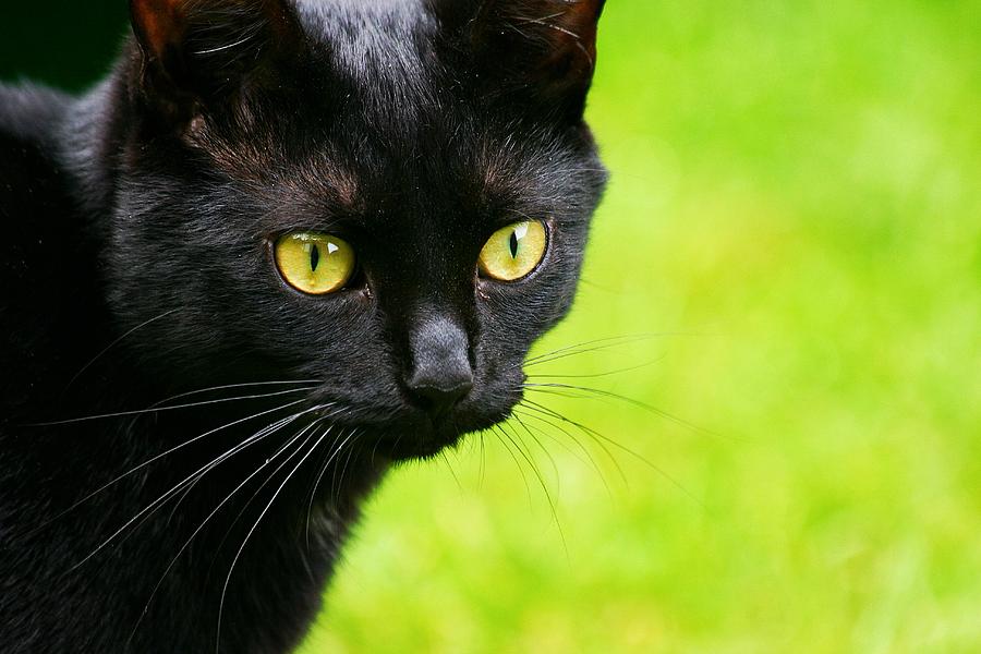 Black Cat Photograph by Nikki Halsall - Fine Art America