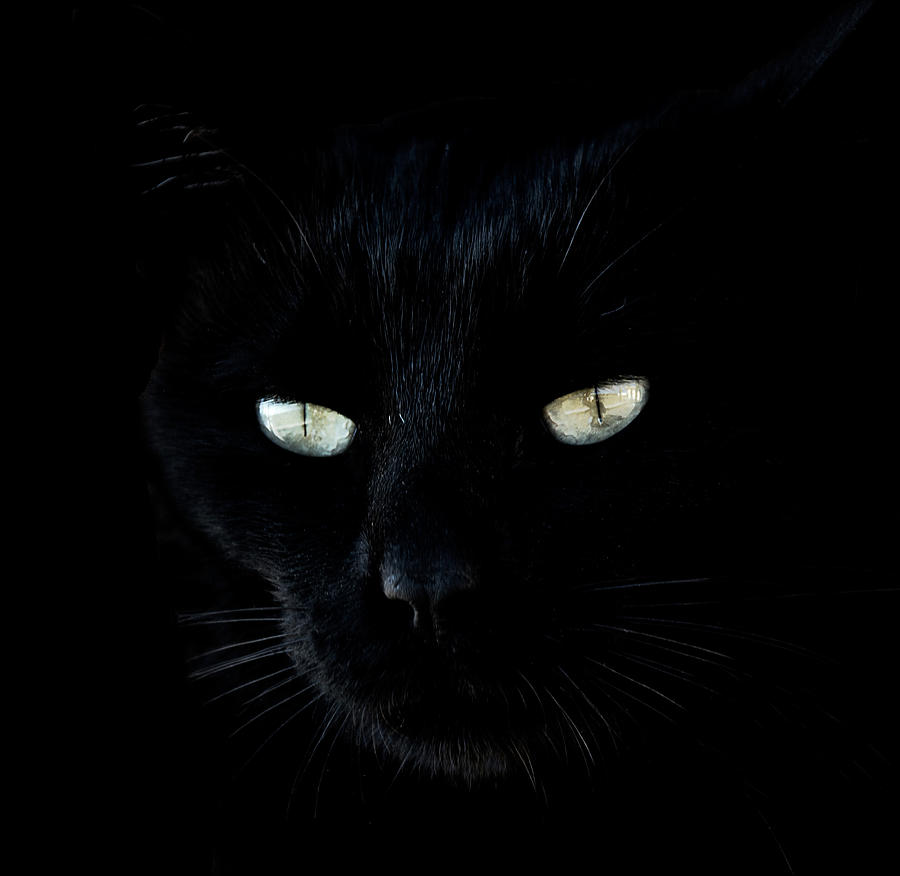 Black cat portrait Photograph by Ognyan Yosifov - Fine Art America