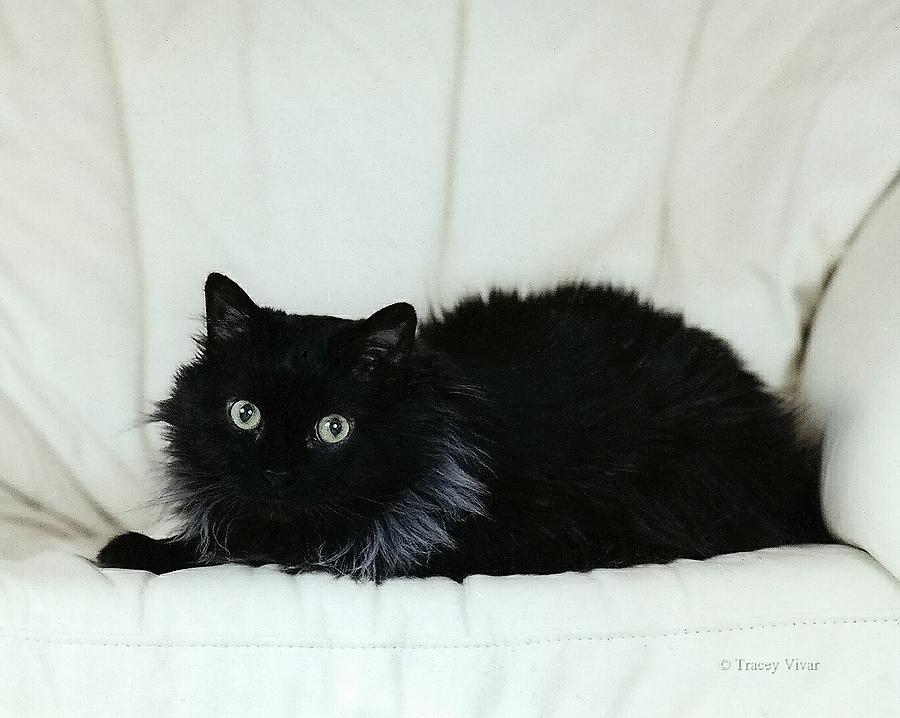 Black Cat on Leather Chair Photograph by Tracey Vivar