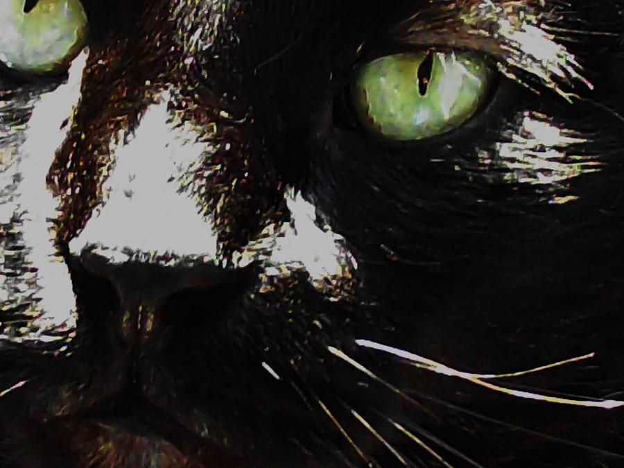 Black Cat Photograph - Black Cat by Paula  Heffel