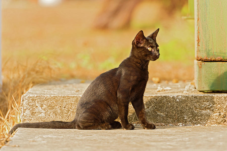 Black cat playing outdoor Photograph by Marek Poplawski