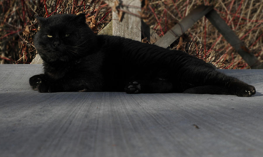 Black Cat Photograph by Robert Bissett