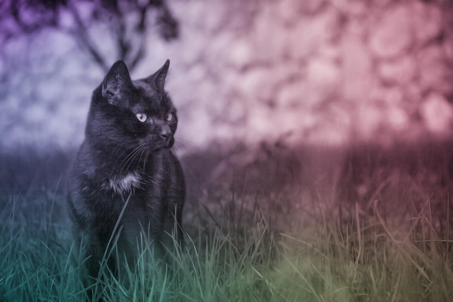 Black Cat Photograph