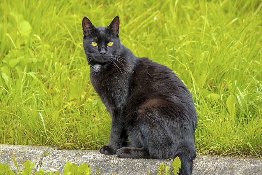 Black cat sitting outdoor Photograph by Elenarts - Elena Duvernay photo