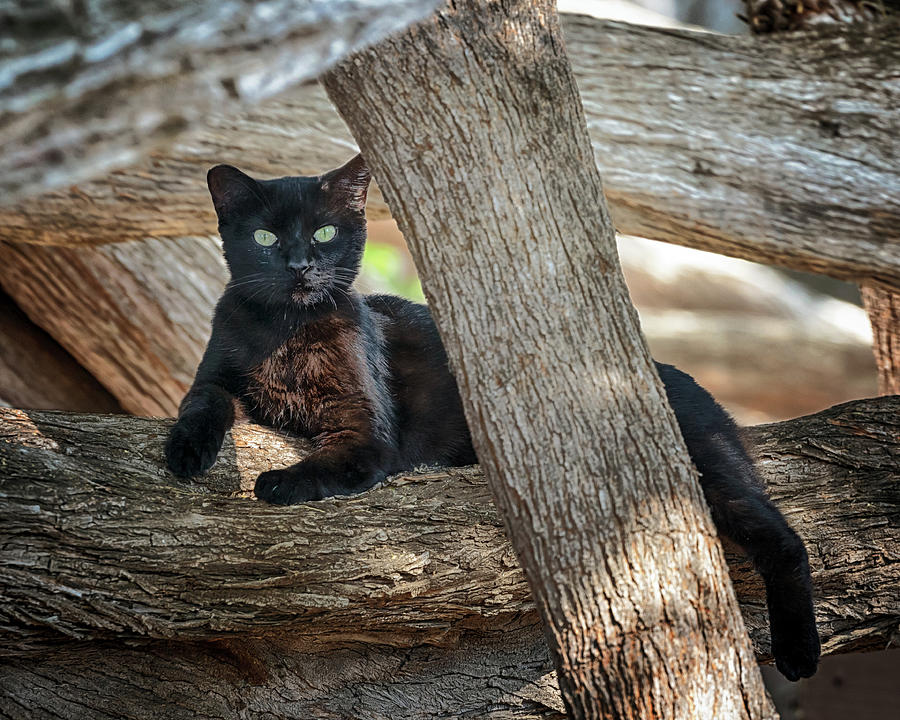 Black Cat Photograph by Susan Rissi Tregoning