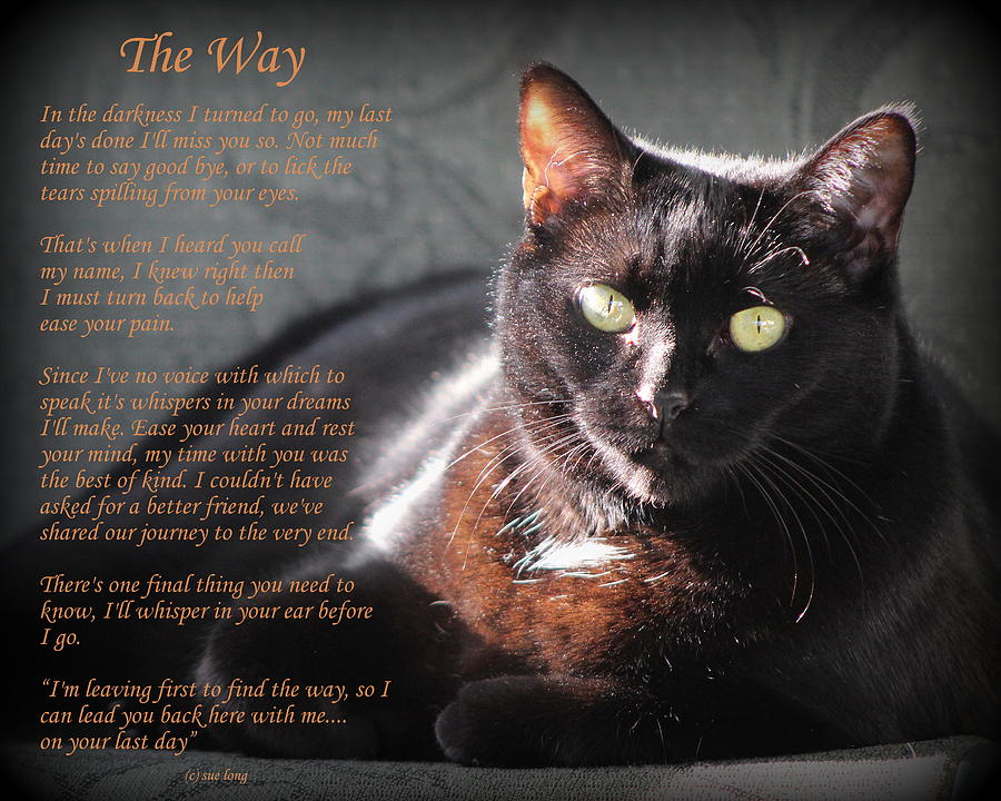 Cat Photograph - Black Cat The Way by Sue Long