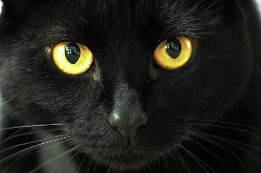 Black Cat Yellow Eyes | ubicaciondepersonas.cdmx.gob.mx