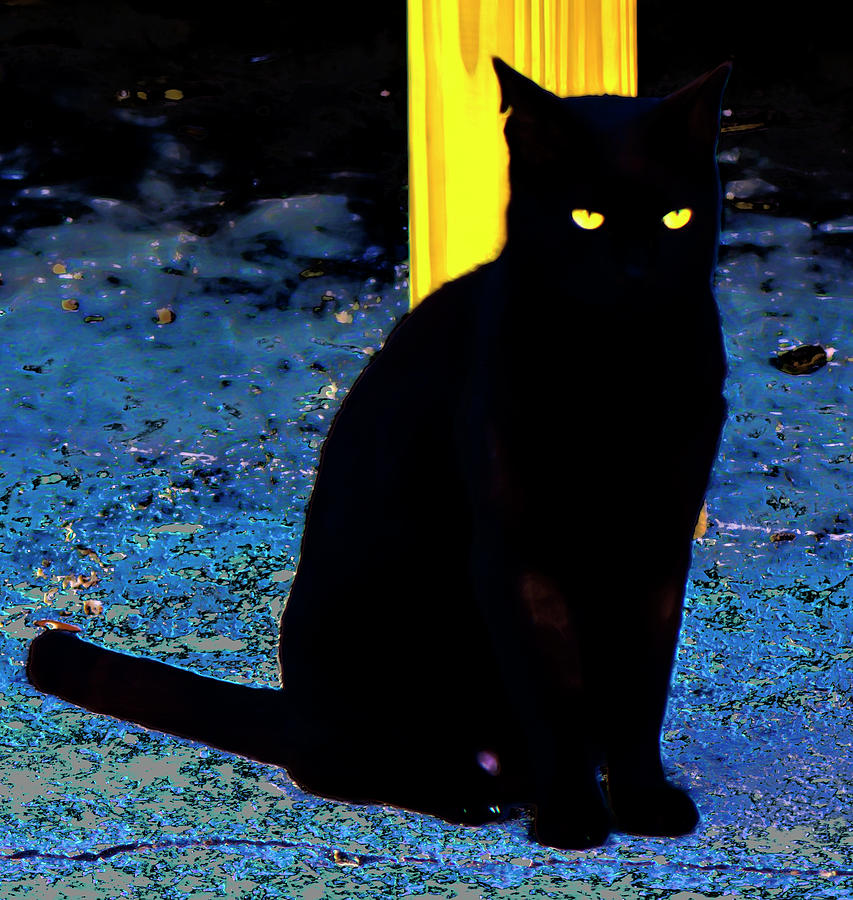 Black Cat Yellow Eyes Photograph