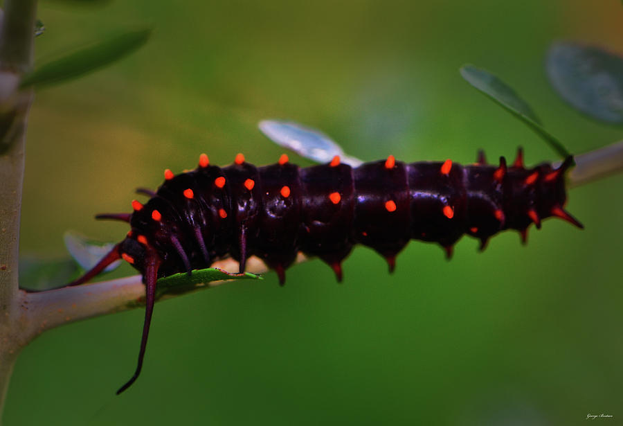 Black Caterpillar 001 Photograph by George Bostian