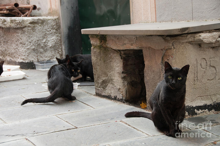 Black Cats Photograph by Leonardo Fanini