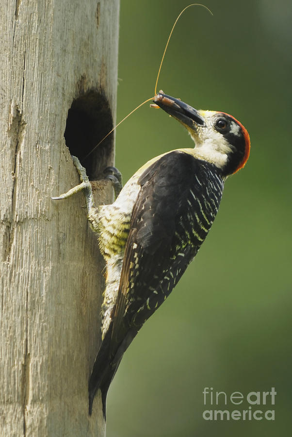 Black-cheeked Woodpecker Photograph by Hugh Lansdown/FLPA